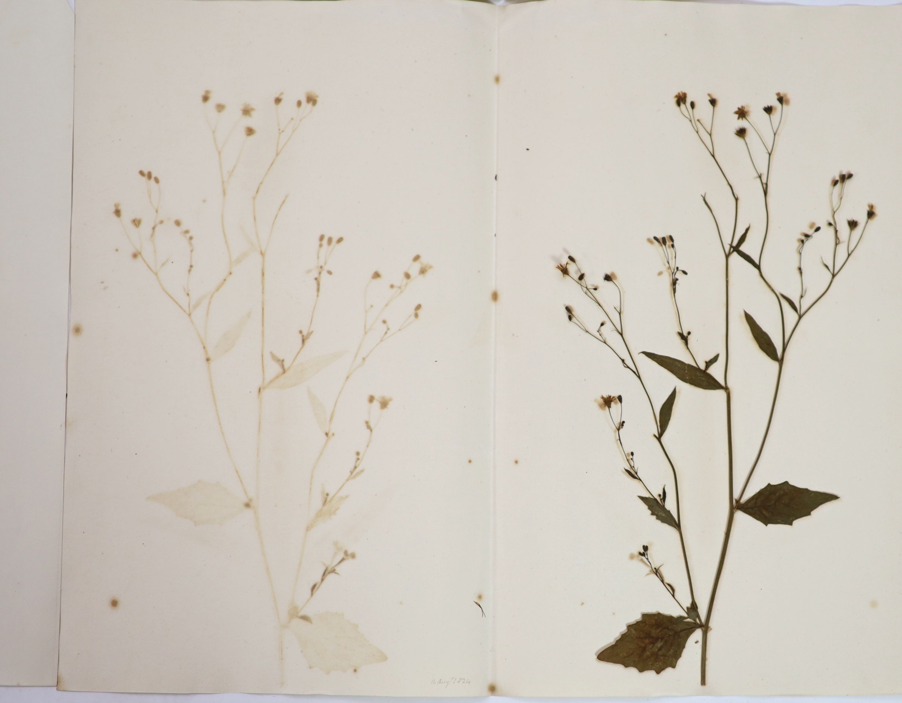 A folio of early 19th century dried botanical specimens on paper, Largest 47 cm X 28 cm (89 specimens)